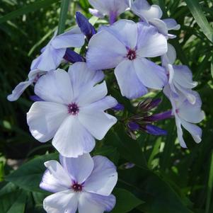 Phlox Dwarf Garden paniculata 'Flame® Light Blue'