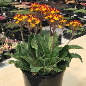 Primula vulgaris 'Oakleaf Yellow Picotee'