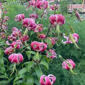 Lilium - OT Hybrid Lily 'x Black Beauty'