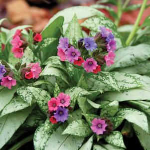 Pulmonaria 'Silver Bouquet'