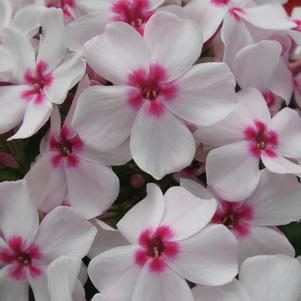 Phlox Dwarf Garden paniculata 'Flame® White Eye'