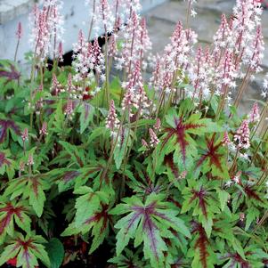 Tiarella 'Sugar and Spice'