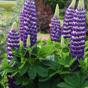 Lupinus 'Westcountry™ Blacksmith'