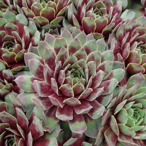 Sempervivum 'Ruby Heart'