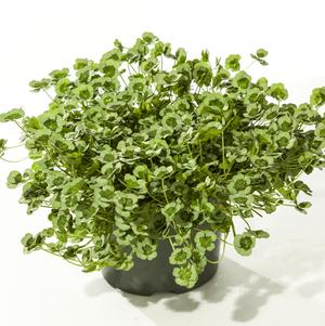 Trifolium repens '4 Luck® Green Glow'