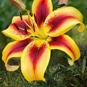 Lilium - AOA Hybrid 'Viva La Vida'