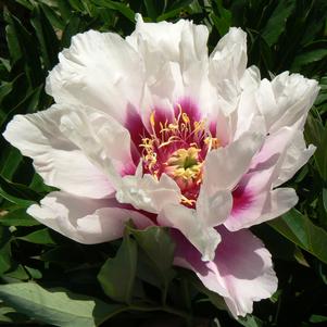 Peony ITOH 'Cora Louise'