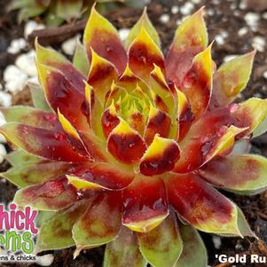 Sempervivum Chick Charms® 'Gold Rush'