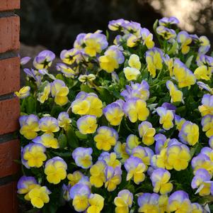 Viola cornuta 'Halo Lemon Frost'