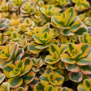 Sedum Low Growing/Ground Cover spurium 'What a Doozie'