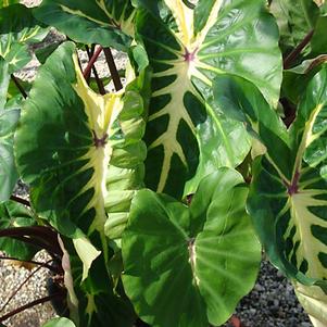 Elephant Ears - Colocasia 'Royal Hawaiian® White Lava'