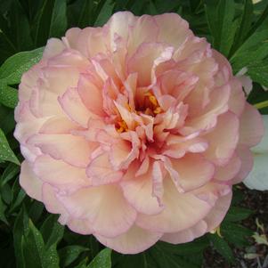 Peony ITOH 'Scrumdidleyumptious'