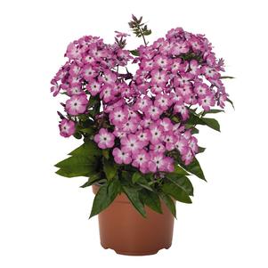 Phlox Dwarf Garden paniculata 'Flame® Light Pink'