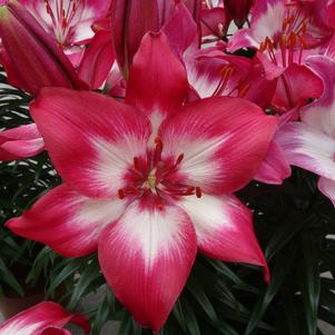 Lilium - Asiatic Pot Lily Looks™ 'Tiny Diamond'