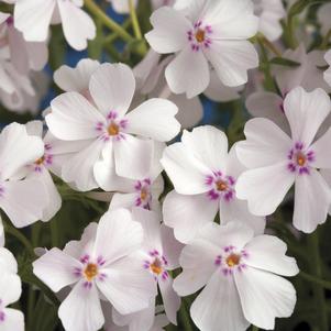 Phlox subulata 'Amazing Grace'