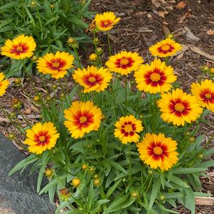 Coreopsis grandiflora 'Solanna™ Sunset Bright'