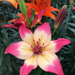 Lilium - Asiatic Lily 'Heartstrings®'