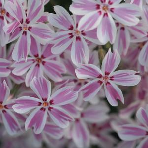 Phlox subulata 'Candy Stripe'