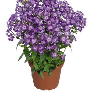 Phlox Dwarf Garden paniculata 'Early® Purple Eye'