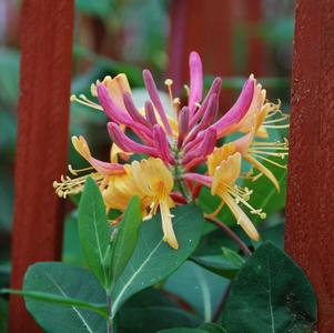 Lonicera x heckrottii 'Gold Flame'