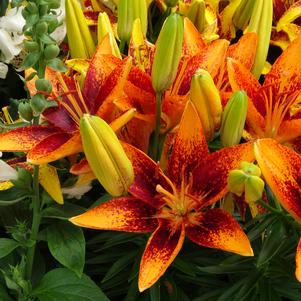 Lilium - Asiatic Pot Lily Looks™ 'Tiny Orange Sensation'