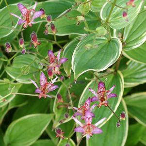 Tricyrtis formosana 'Gilt Edge'