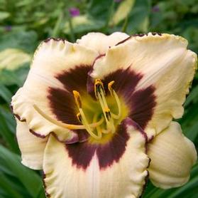 Hemerocallis 'Canadian Border Patrol'