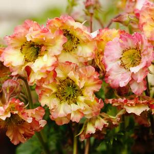 Geum 'Pretticoats™ Peach'