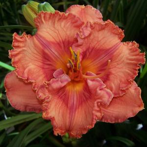 Hemerocallis 'Perceptive'