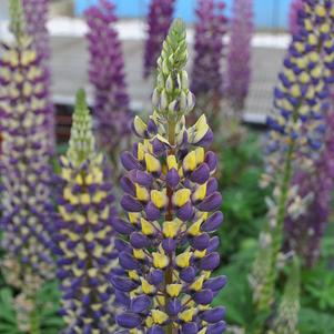 Lupinus 'Staircase® Dark Blue & Yellow'