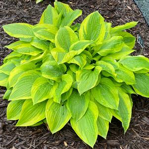 Hosta 'Summer Lovin'