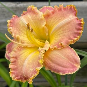 Hemerocallis 'Jekyll Island'