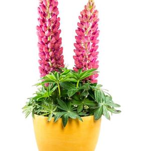 Lupinus 'Gallery Pink'