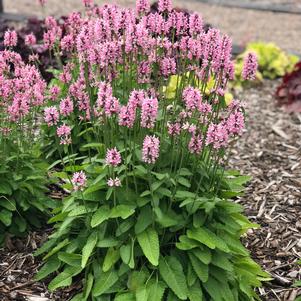 Stachys 'x Summer Crush'