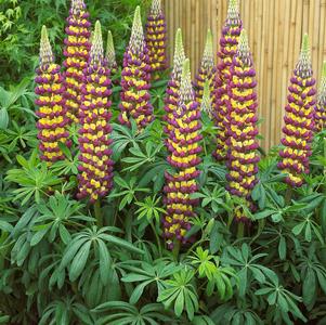 Lupinus 'Westcountry™ Manhattan Lights'