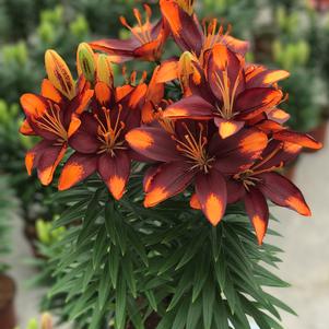 Lilium - Asiatic Pot Lily Looks™ 'Tiny Lion'