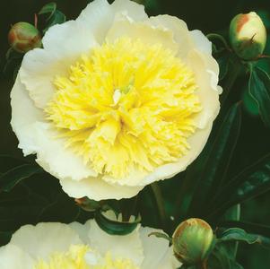 Peony 'Primevere'