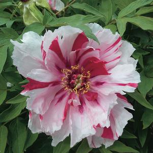 Peony Tree suffruticosa 'Shimanishiki (Red/White)'