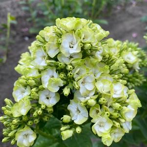 Phlox Tall Garden paniculata 'Orchid Green'