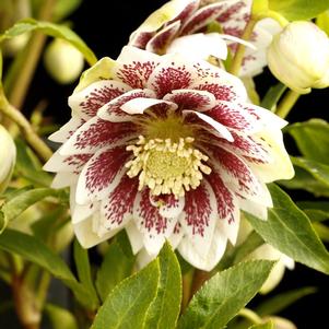 Helleborus 'North Star™ Ruby Heart'