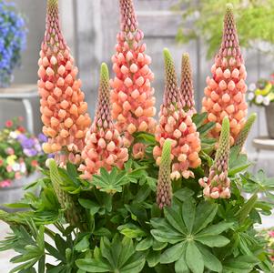 Lupinus 'Westcountry™ Salmon Star'