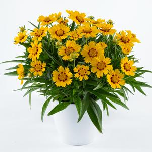 Coreopsis grandiflora 'Solanna™ Bright Touch'