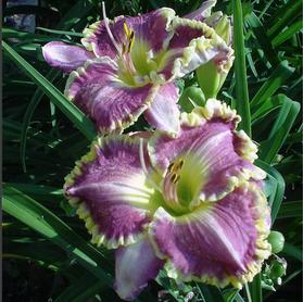 Hemerocallis 'Bestseller'