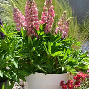 Lupinus polyphyllus 'Mini Gallery™ Pink Bicolor'