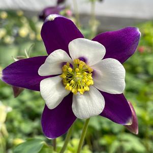 Aquilegia 'Swan Violet & White'