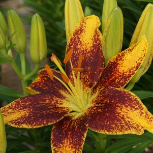 Lilium - Asiatic Pot Lily Looks™ 'Tiny Parrot'