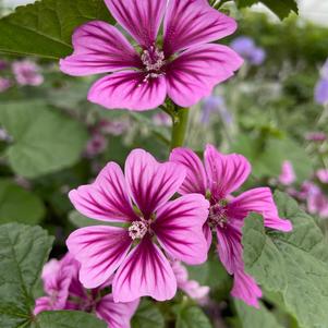 Malva sylvestris 'Zebrina'