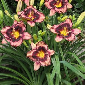 Hemerocallis 'Simmons Overture'