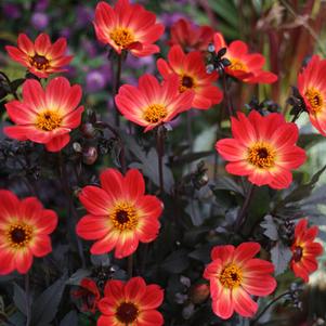 Dahlia 'Happy Single® Flame'