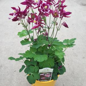 Aquilegia vulgaris 'Winky Red and White'